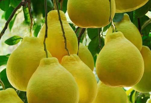 孕媽公認(rèn)的食療水果，你可能想不到它還擁有這么多作用，別錯(cuò)過